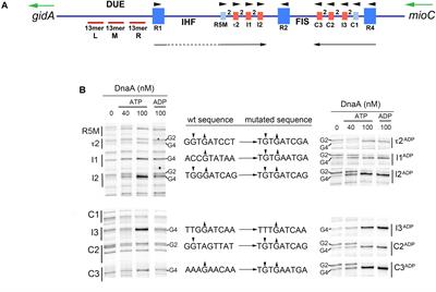 Low Affinity DnaA-ATP Recognition Sites in E. coli oriC Make Non-equivalent and Growth Rate-Dependent Contributions to the Regulated Timing of Chromosome Replication